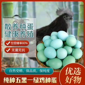 可孵化绿壳蛋五黑一绿受精蛋种蛋受精率高乌骨鸡土柴黑羽绿壳乌鸡