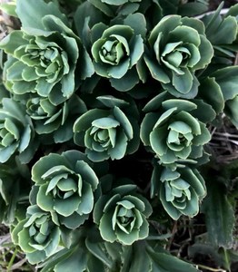 八宝景天多肉植物