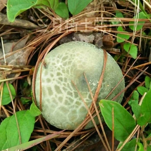 云南野生青头菌新鲜e农户自产自销一手货源现货餐厅自用款