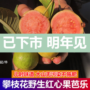 攀枝花红心果番石榴新鲜孕妇水果非芭乐无花果四川特产野生鸡屎果