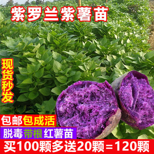 紫薯秧苗紫罗兰苗秧山芋种苗红著番薯红薯苗种烟著25蕃薯紫心地瓜