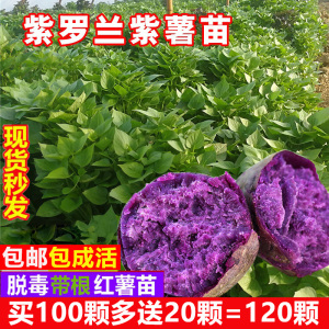 紫番薯