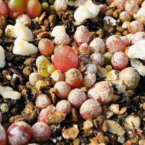 小鲜肉多肉店铺 水蜜桃肉锥 1.5年小苗 编号毛汉尼:1430.