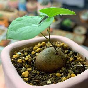 南非龟甲龙小苗 可爱 趣味 阳台 夏季 龟甲龙 尺寸1.6cm