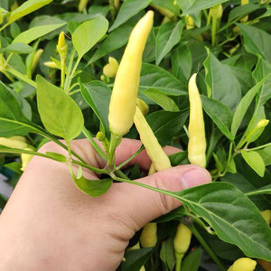 天星小米椒辣椒种子 黄色玉脂椒种籽高产早熟朝天椒椒白泡椒种籽