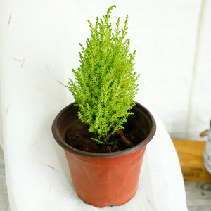 圣诞小松有香味四季常绿盆景香松盆栽柠檬香柏金冠柏客厅