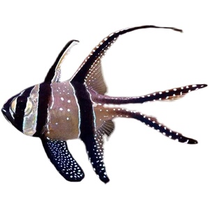 巴黎玫瑰鱼巴厘海水鱼观赏鱼海鱼梦幻玫瑰天使天使红眼玫瑰蓝眼银