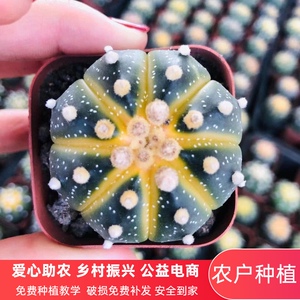 西瓜球星兜金星兜多肉植物盆栽金星仙人球套餐植物室内盆栽防辐射