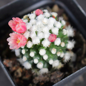 明日香姬仙人球包邮