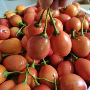 大树番茄洋酸茄云南酸茄鸡蛋果农产品时令新鲜蔬菜傣味洋番茄250g