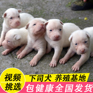 贵州下司犬幼崽出售图片