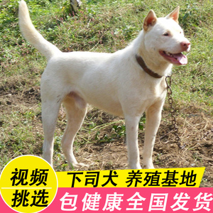 下司犬纯种贵州