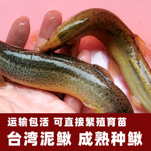 成熟泥鳅种鱼台湾泥鳅苗选配好公母比例 集成键盘摇落扪制水饺