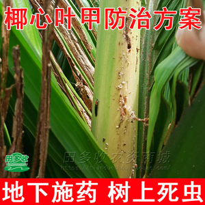 槟榔椰心叶甲黑刺粉虱椰子棕榈树椰心甲虫内吸缓释颗粒杀虫剂农药