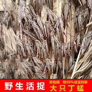 丁蜢花腿虰蜢活虫活体蚂蚱画眉专用虫鸟食喂鸟的虫子全公蝗虫丁猛