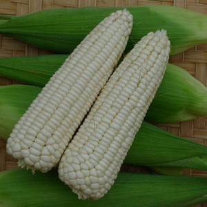 广西忻城珍珠糯玉米5新鲜甜白糯玉米棒6农家自种现摘3斤包邮10