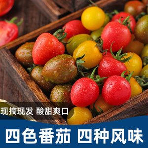 小番茄新鲜圣女果千禧水果樱桃迷彩绿宝石黄色黄金青口蜜西红柿子
