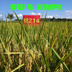 虾稻1号 黄华占改良水稻种子 抗病强 优质稻籼稻 长粒长宽比3.
