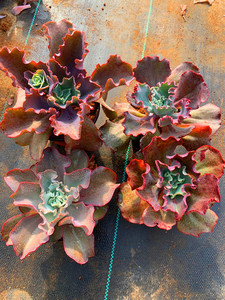 多肉植物 包菜系 红珊瑚 红鹤 高沙之翁 婚纱 舞会红裙