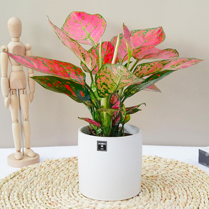 如意皇后彩叶万年青室内植物办公室吸甲醛防辐射桌面绿植观叶盆栽