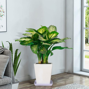 斑马万年青盆栽花叶银皇后室内客厅中型植物除甲醛净化空气绿植