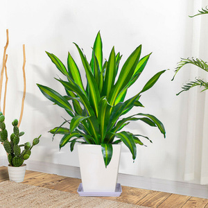 金心也门铁巴西铁室内客厅绿植大盆栽办公室大型植物花卉新居上海