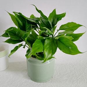 万年青小盆栽室内新家吸甲醛易活好养植物喜阴绿植花卉上海同城送