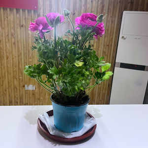 上海芹叶牡丹盆栽带花苞室内外客厅办公室前台花卉植物四季好养