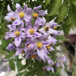 蓝花悬星藤 花期长 多季开花 多年生攀缘花卉植物 室外阳台 耐热
