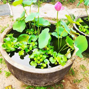 家用 睡莲盆 罐水无釉养乌龟x鱼缸庭院 荷花缸土陶造景 大水缸