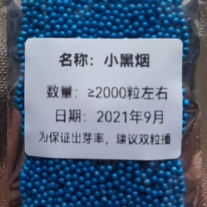 kk19烤烟种品种纯正亚布力旱烟种子小黑烟盆栽小黄烟干八两烟草籽