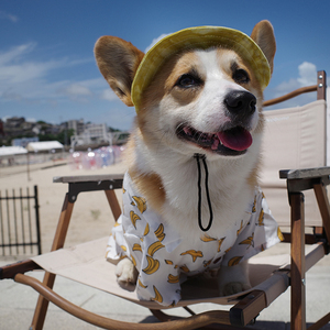 宠物狗狗外出拍照遮阳太阳帽子柯基渔夫帽可调节不掉落中小型犬