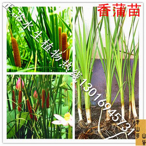 水生植物花卉香蒲苗香蒲根蒲苇苗臭蒲苗池塘造景芦苇苗芦苇根