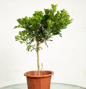 树形独杆九里香盆栽花四季开花不断室内香花植物净化空气老桩