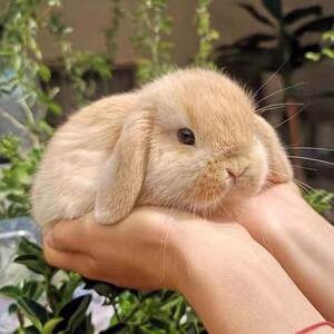 垂耳兔子活体 网红迷你道奇折耳兔小型侏儒兔宿舍宠物兔 垂耳兔子