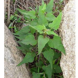 杏叶菜东北野生新鲜杏叶菜岫玉之乡大山里自家踩杏叶菜天然杏叶菜