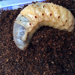 爬宠木屑独角仙甲虫幼虫腐殖土发酵木屑产卵垫材锹甲成虫饲料土