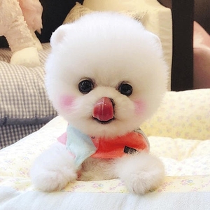 爱心领养茶杯俊介小型犬宠物狗狗活体长不大球体玩赏网红犬博美犬