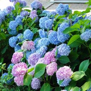 耐寒耐旱花卉植物室外冬天冻不死的绿植室外四季开花杜鹃红山茶花