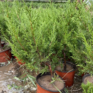 八房米叶系鱼川真柏素材苗盆景真柏苗日本系鱼川