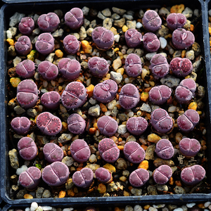 紫李夫人 satos violet bacchus 多肉植物 番杏 生石花种子