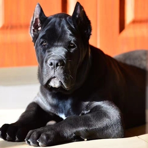 纯种卡斯罗幼犬意大利卡斯罗巨型犬罗威纳护卫犬大型猛犬看家护院