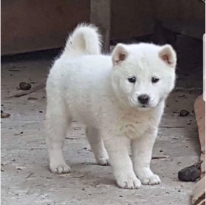 纯种土猎犬广西大头幼犬虎斑犬中华田园犬纯种土狗宠物狗领养家养