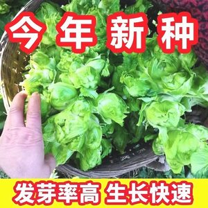 儿菜种子芥菜种籽宝宝菜秋季播泡菜蔬菜种子四川特大儿菜抱儿菜孑