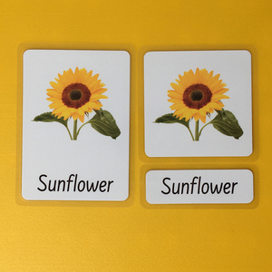 英语启蒙蒙氏教学语言区三段卡片自然花朵flower单词课堂教具闪卡