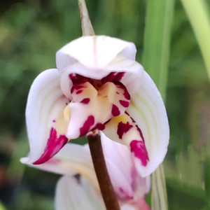 兰花苗老种云南莲瓣兰名品五朵金花副瓣蝶剑阳蝶细叶浓香型原生种