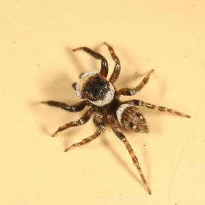 安德逊跳蛛 温室拟肥腹蛛 妩蛛 宠物昆虫摄影 科普教学 另类宠物