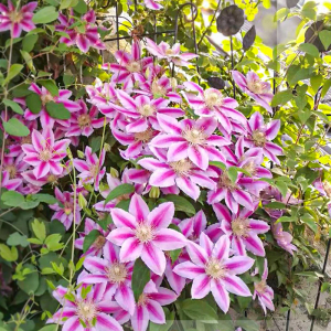 萌木园艺博士铁线莲大苗爬藤植物花卉盆栽耐寒冬季室内室外易养活