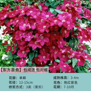 铁线莲东方晨曲