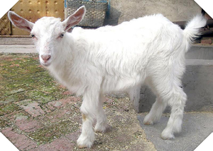 活羊波尔山羊小羊羔成年怀孕母羊美国大白山羊大耳山羊6个月羊羔